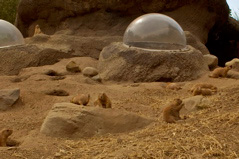 Prarie Dogs - 4
